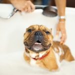 Same Day Dog Grooming: Quick, Convenient, Perfect!