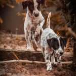 San Diego Dog Friendly Activities: Explore Paw-Some Spots