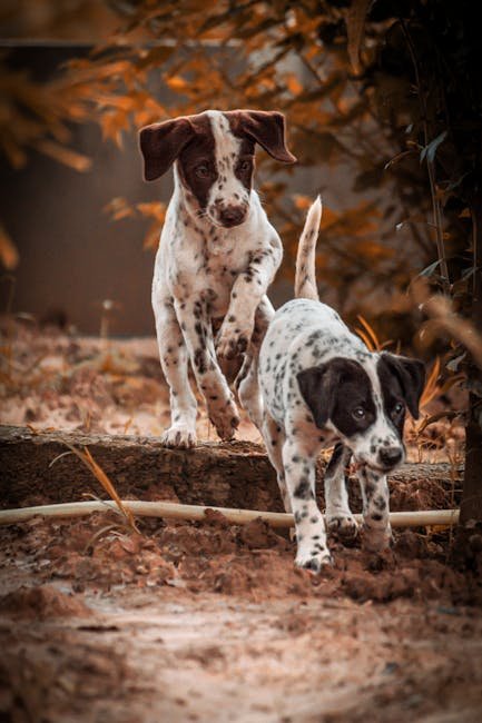 San Diego Dog Friendly Activities: Explore Paw-Some Spots