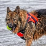 Search And Rescue Classes for Dogs: Unleash Heroic Skills