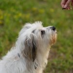 Seizure Response Dog Training: Transform Lives Today