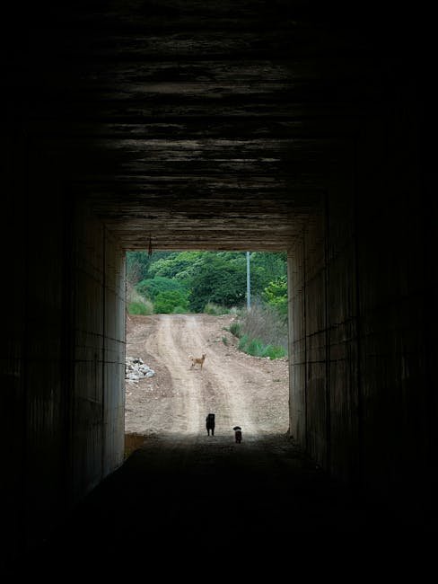 Senior Dogs for Adoption: Discover Your Perfect Companion