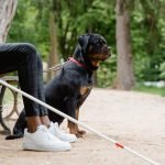 Service Dog Trainer Certification: Unlock Your Potential