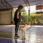 Service Dog Trainer Training: Master Essential Skills