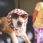 Silly Dogs Grooming: Transform Your Pup’s Style Today!