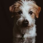Skye Terrier Dog Breeds: Discover Their Unique Charm