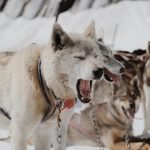 Sled Dog Breeds: Discover the Top 5 Ultimate Champions