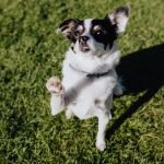 Small Active Dog Breeds: Energetic Companions Unleashed