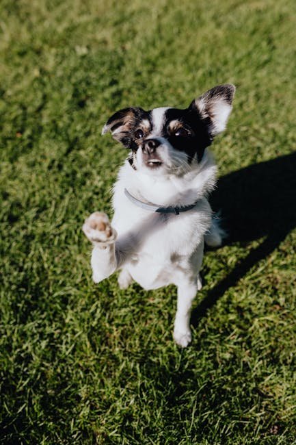 Small Active Dog Breeds: Energetic Companions Unleashed