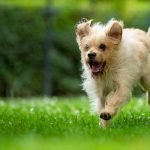 Small Active Dogs: Energetic Companions for All Ages