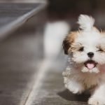 Small Cute Dog Breeds: Discover Adorable Companions