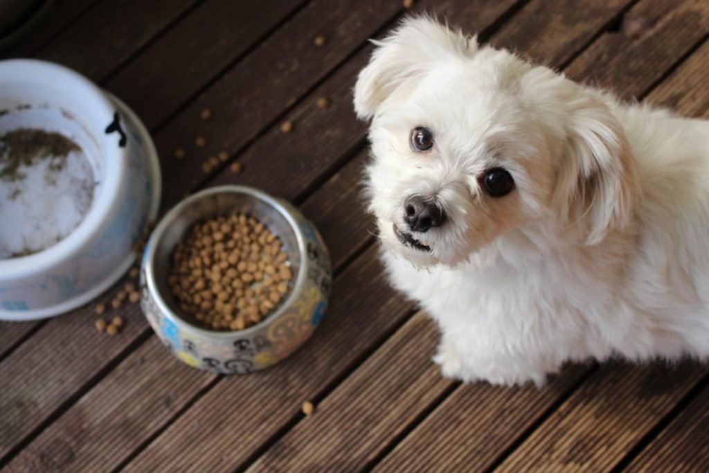 Small Dog Breeds And Mixes: Perfect Pets For Your Home