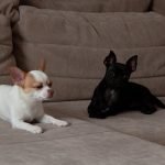 Small Dog Breeds Chihuahua: Perfect Tiny Companions