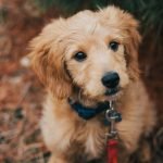 Small Dog Breeds for Adoption: Perfect Pet Companions
