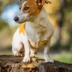 Small Dog Terrier Breeds: Energetic Companions Explained