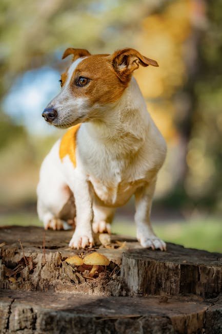 Small Dog Terrier Breeds: Energetic Companions Explained