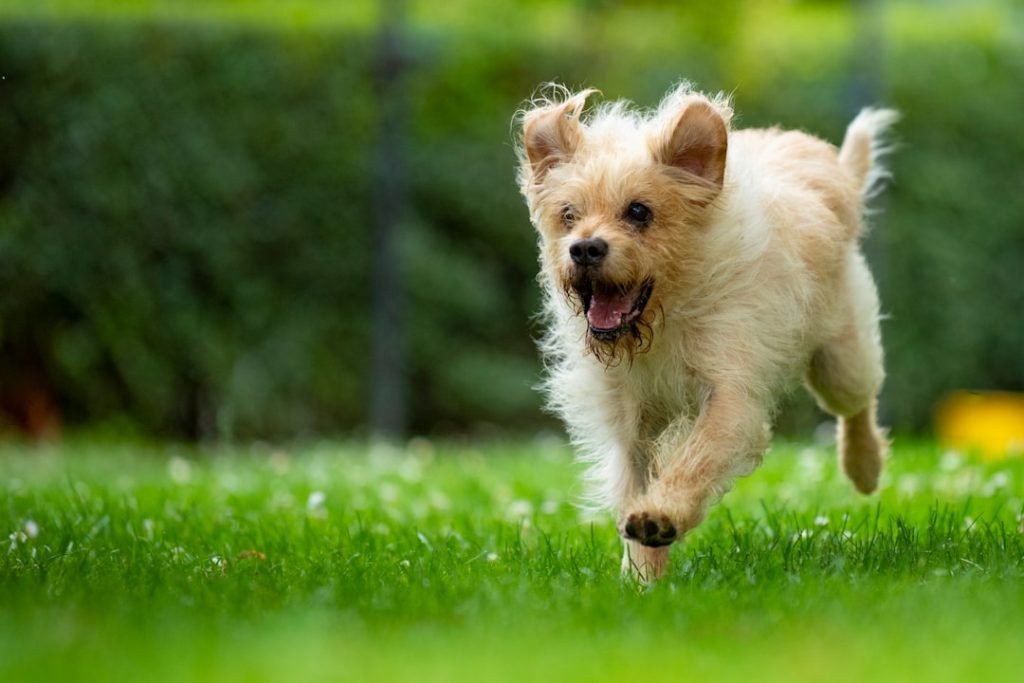 Small Dogs That are Active: Energetic Breeds Unleashed
