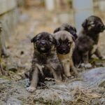 Small Dogs for Adoption in Arkansas for Free: Find Your Furry Friend