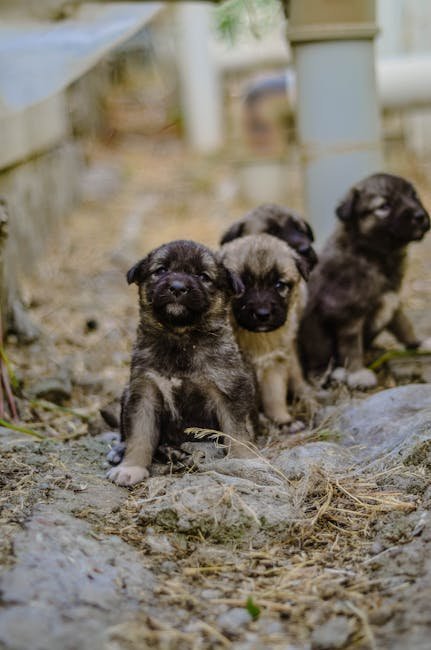 Small Dogs for Adoption in Arkansas for Free: Find Your Furry Friend