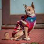 Small German Shepherd Dog Breeds: Discover Mini Companions