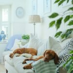 Small.Dog Breeds: Perfect Companions for Cozy Homes
