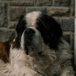St Bernard Dogs for Adoption: Find Your Gentle Giant