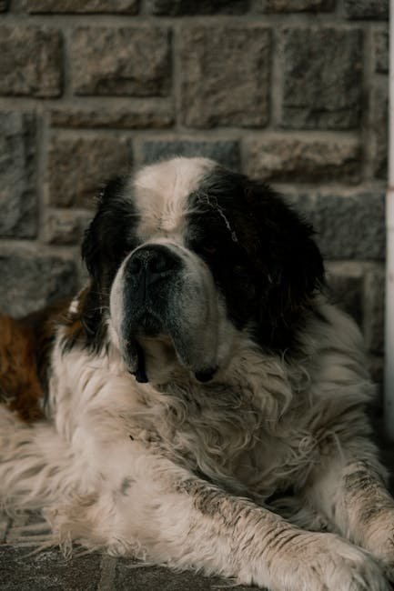 St Bernard Dogs for Adoption: Find Your Gentle Giant