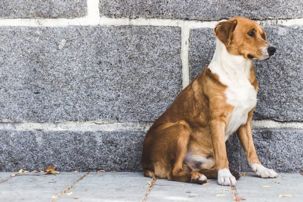 Steps to Adopt a Dog from Shelter: Your Ultimate Guide