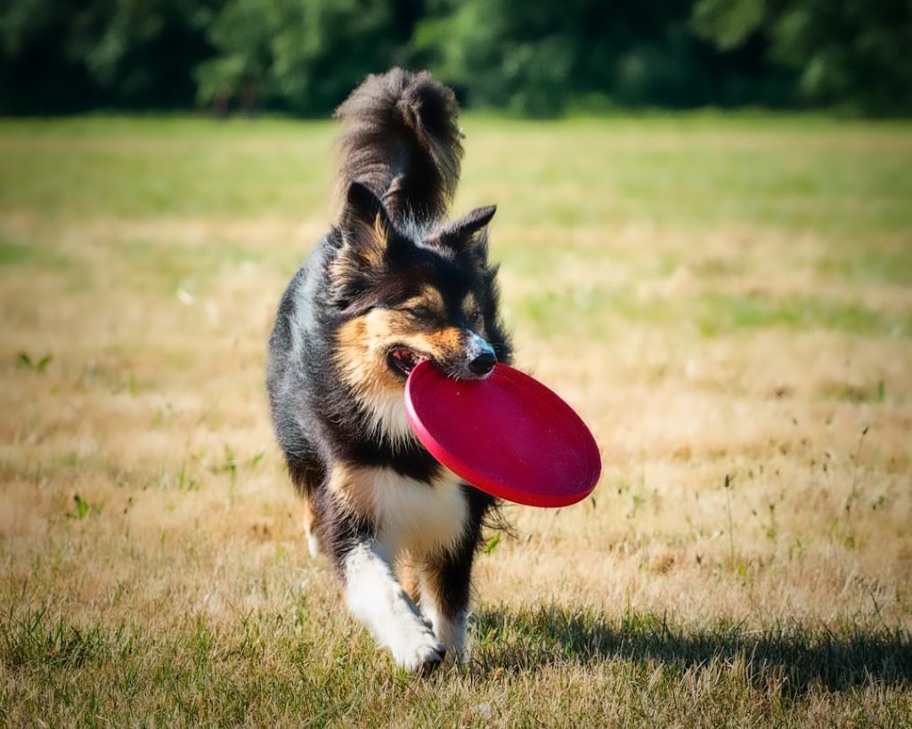 Stimulating Dog Activities: Unleash Fun and Fitness