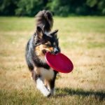 Stimulating Dog Activities: Unleash Fun and Fitness