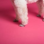 Sweetie Paws Dog Grooming : Transforming Your Furry Friend’s Look with Love