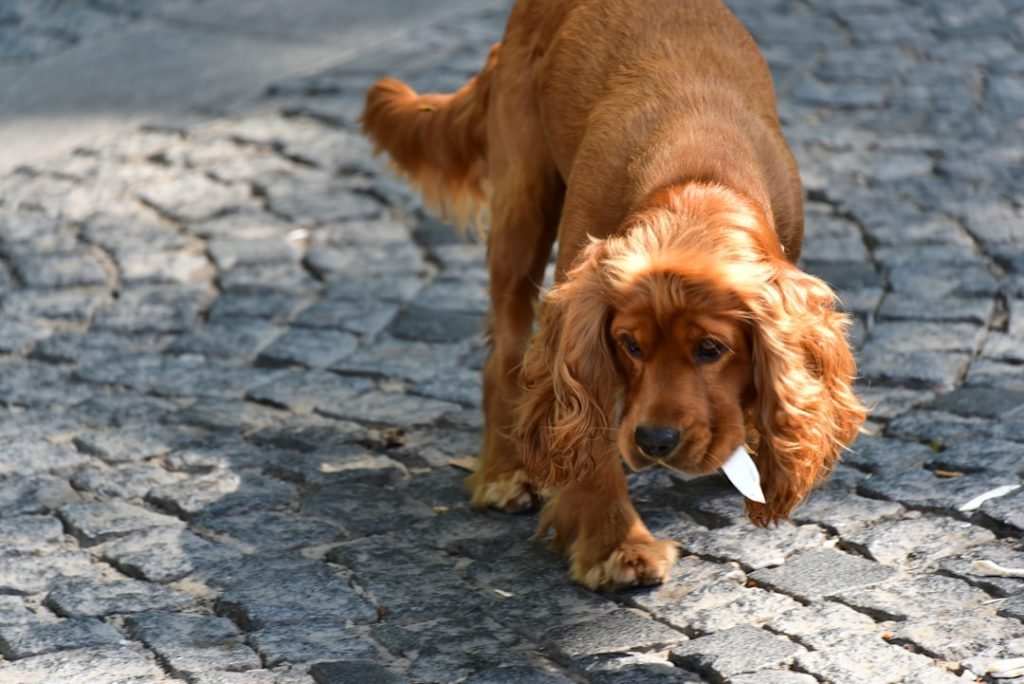 Symptoms of Poor Gut Health in Dogs: Warning Signs