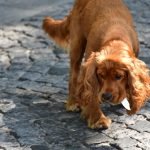 Symptoms of Poor Gut Health in Dogs: Warning Signs