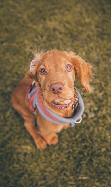 Team Dog Training: Transform Your Pup into a Pro