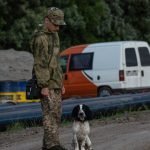 Teenage Dog Behaviour: Unraveling Canine Adolescence