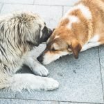 Territorial Behaviour in Dogs: Understanding Their Instincts