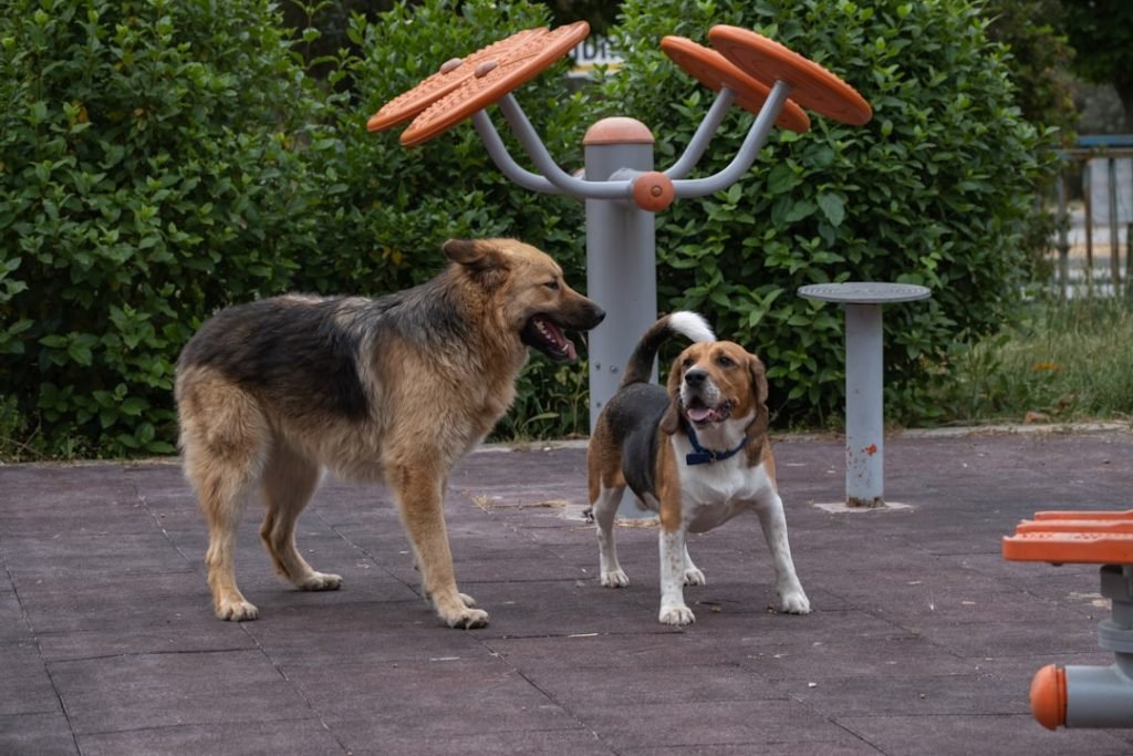 Timmendorfer Strand Dog Friendly Activities: Unleash Fun