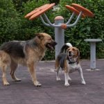 Timmendorfer Strand Dog Friendly Activities: Unleash Fun