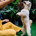 Tom Davis Dog Trainer: Transform Your Dog’s Behavior