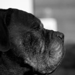 Top 10 Police Dog Breeds: Unleash Loyalty & Strength