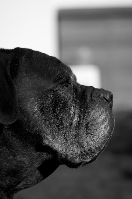 Top 10 Police Dog Breeds: Unleash Loyalty & Strength