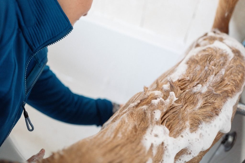 Top Dog Wash & Groom: Unleash the Ultimate Care