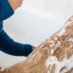 Top Dog Wash & Groom: Unleash the Ultimate Care