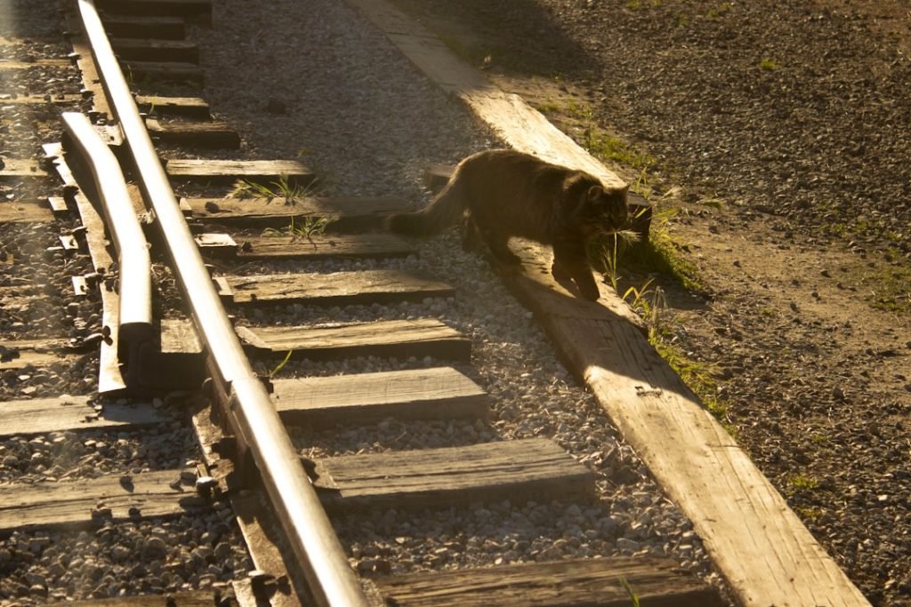 Train Dog to Roll Over: Easy Steps for Success
