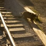 Train Dog to Roll Over: Easy Steps for Success