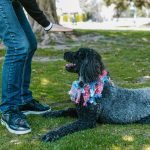 Training Commands for Dogs: Mastering Obedience Skills