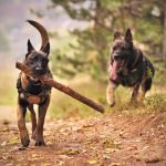 Training Dogs in the Military: Elite Canine Commandos
