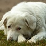 Training Guardian Dogs: Mastering Protection Skills