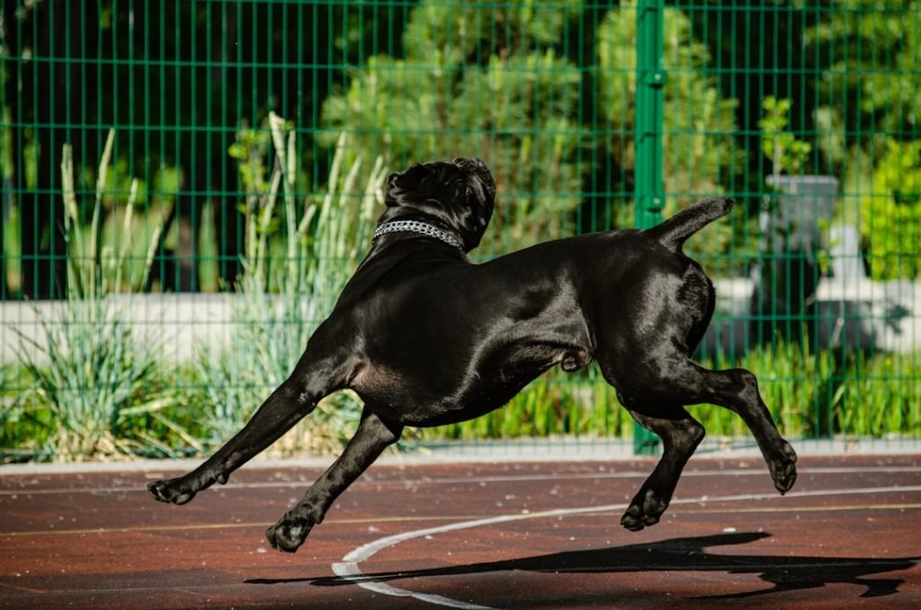 Training Reactive Dog: Transforming Challenges into Success