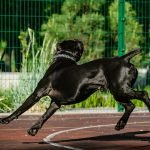 Training Reactive Dog: Transforming Challenges into Success